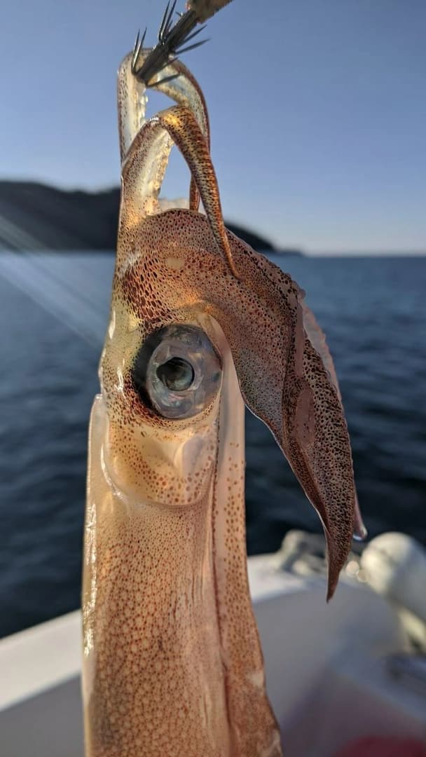 Squid Fishing — Night Fishing Under the Starry Sky - photo 8