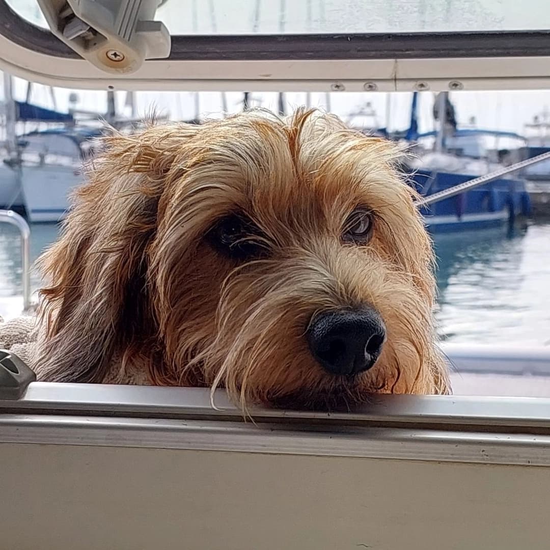 Two ducks Lagoon 380 - photo 6