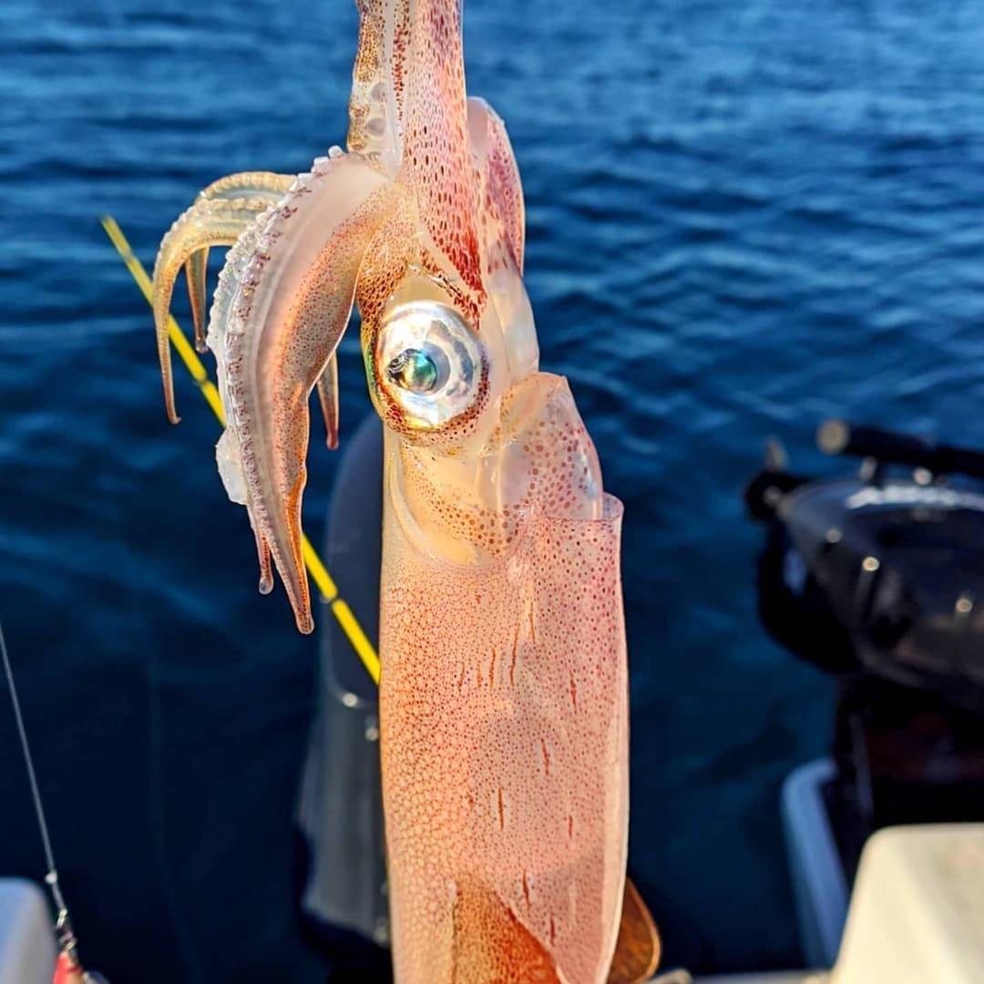 Squid Fishing — Night Fishing Under the Starry Sky - photo