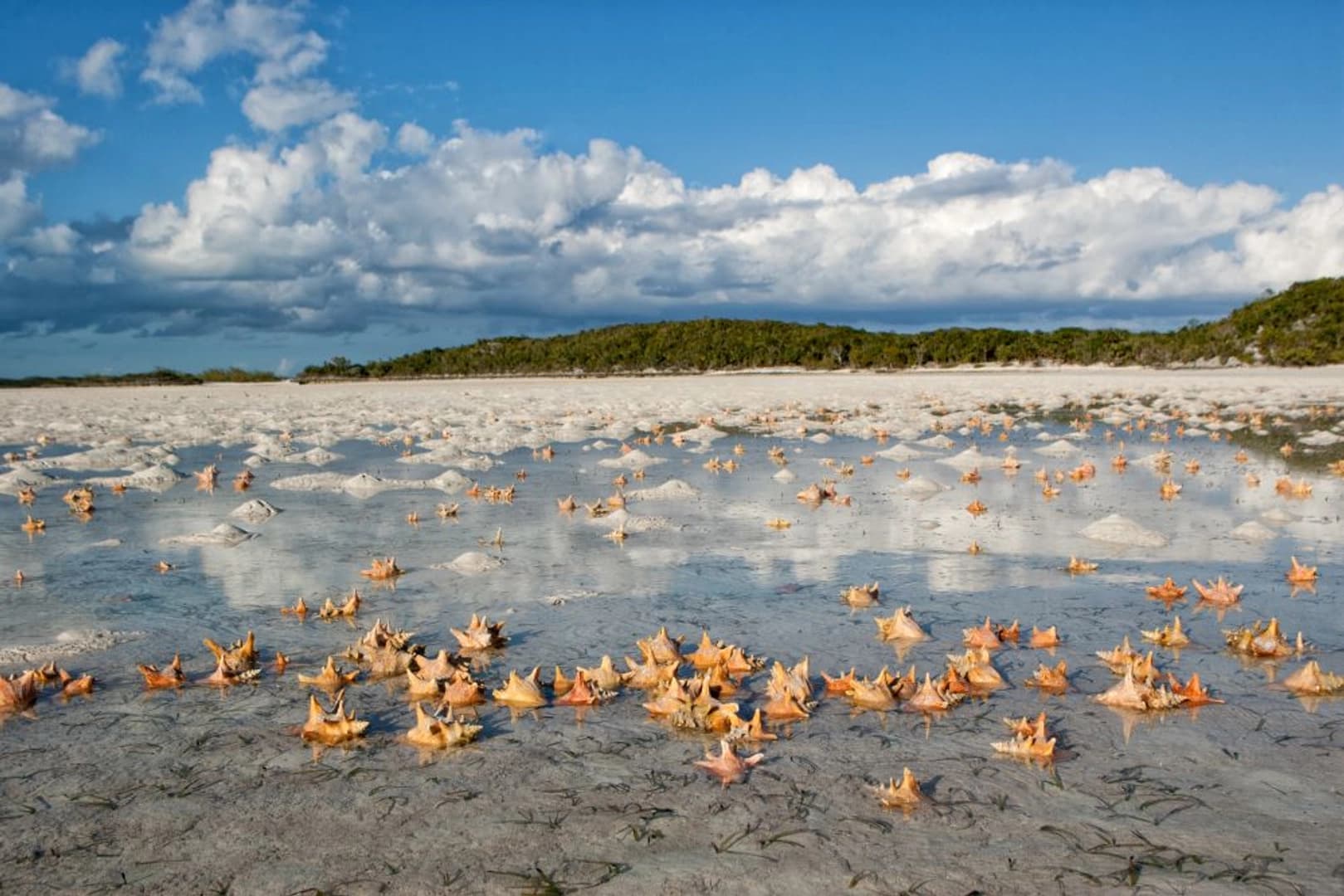 Tortola Dream Premium 2026: Cabin Charter - photo 24