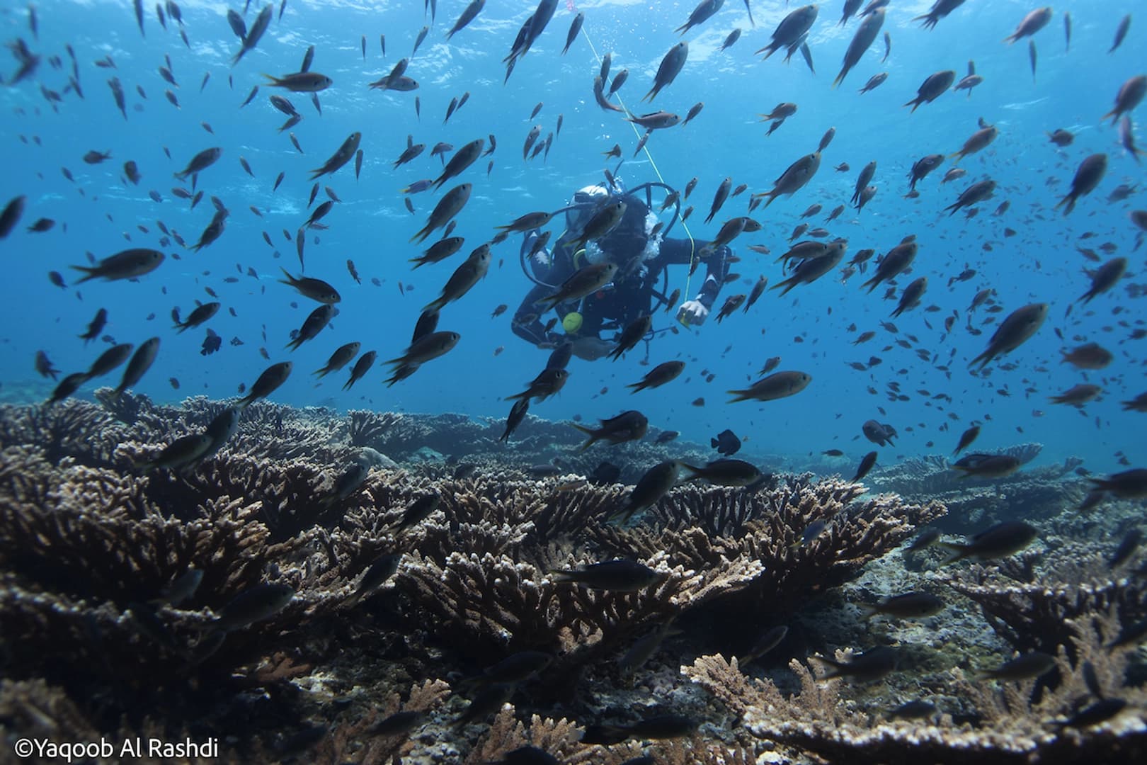 Discover the best diving spots in Oman (package tours) - photo 21