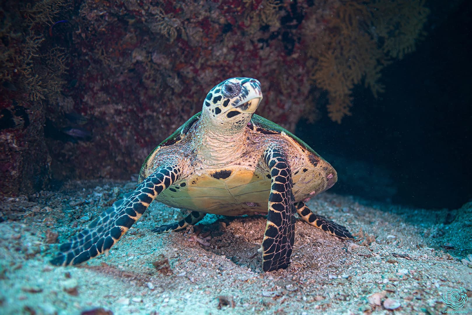 Discover the best diving spots in Oman (package tours) - photo 18