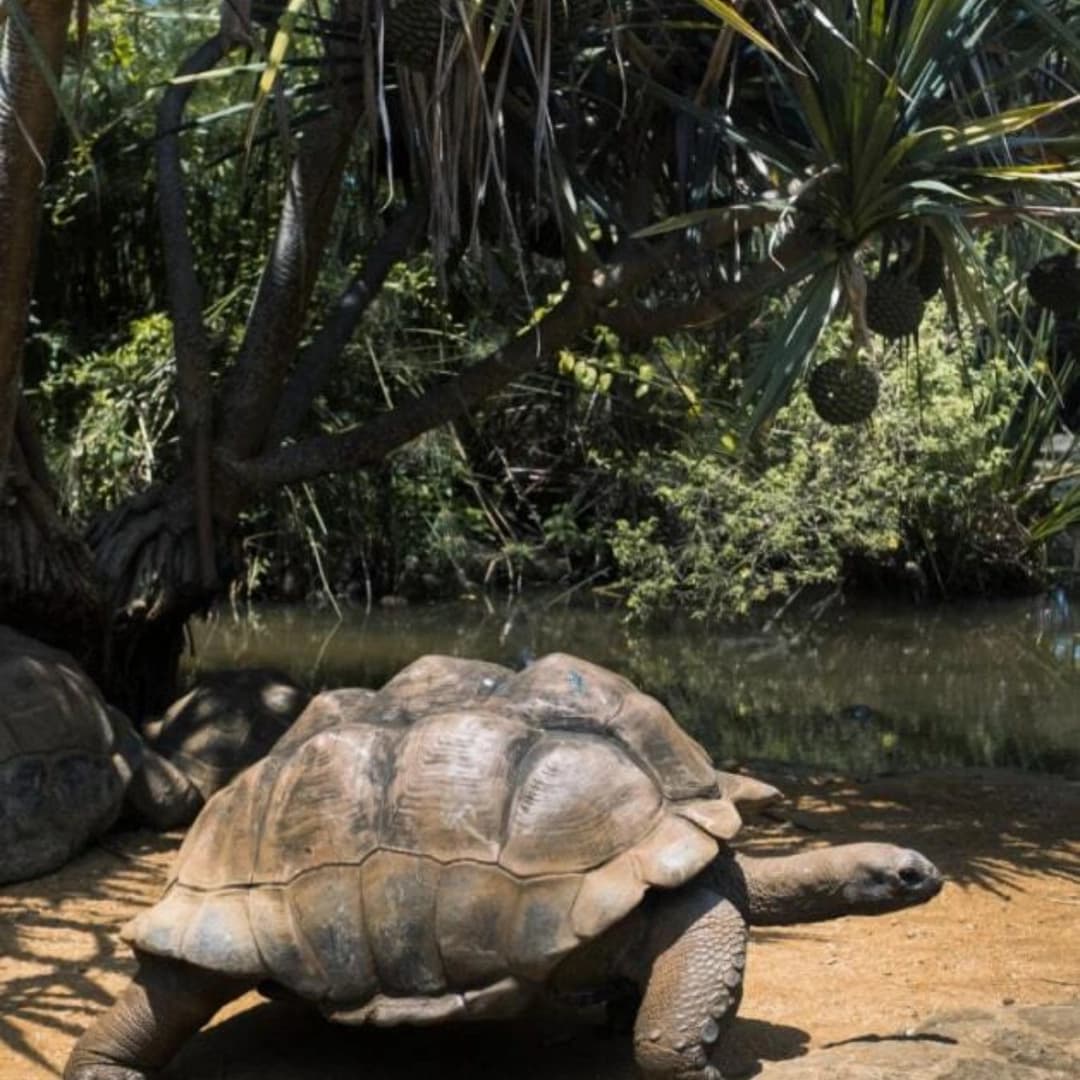 Eden on Earth: Catamaran Cruise through Seychelles - photo 9