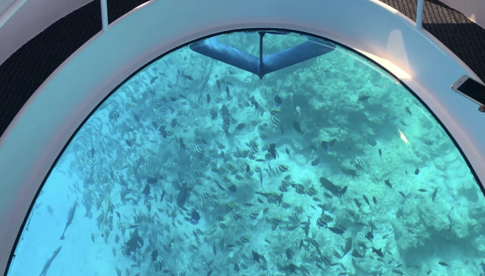 Private trips on glass bottom boat - photo 10