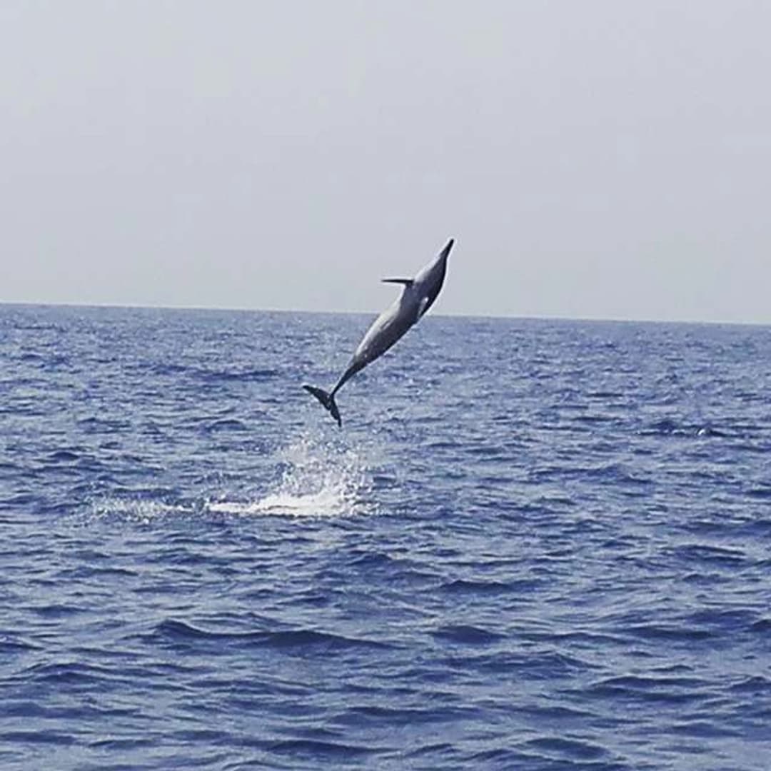 Dolphin Watching - photo 6