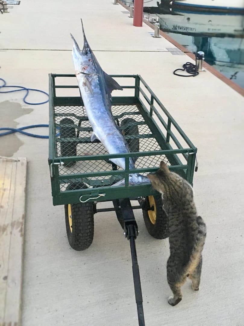 Bottom fishing and jigging in the open sea - photo 5