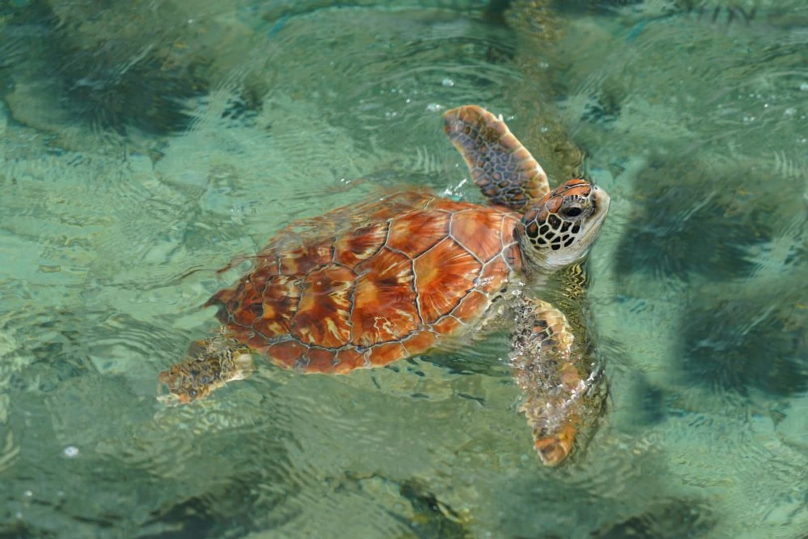 Tortola Dream Premium 2026: Cabin Charter - photo 10