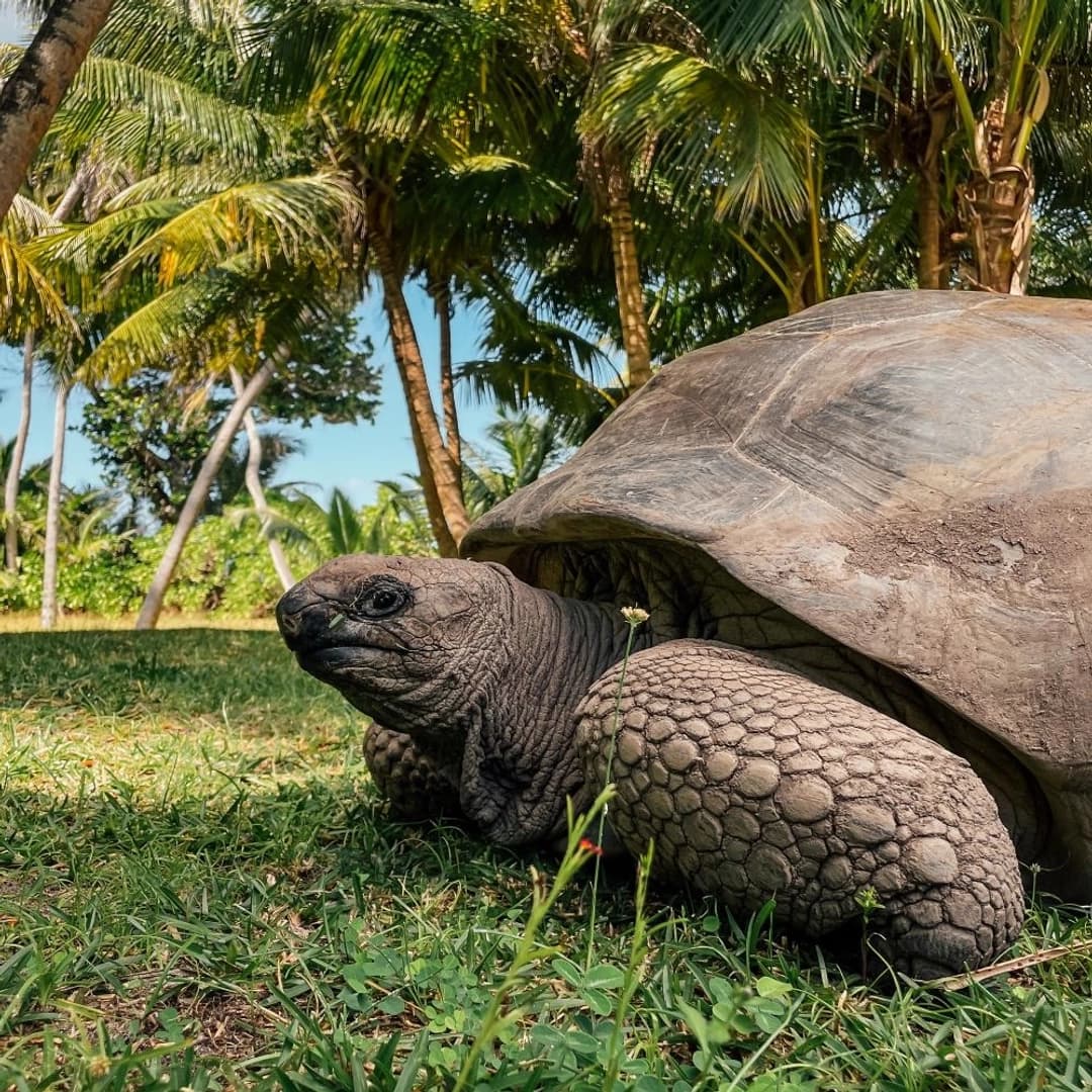 Silhouette Dream Premium 2026: Cabin Charter - photo 9