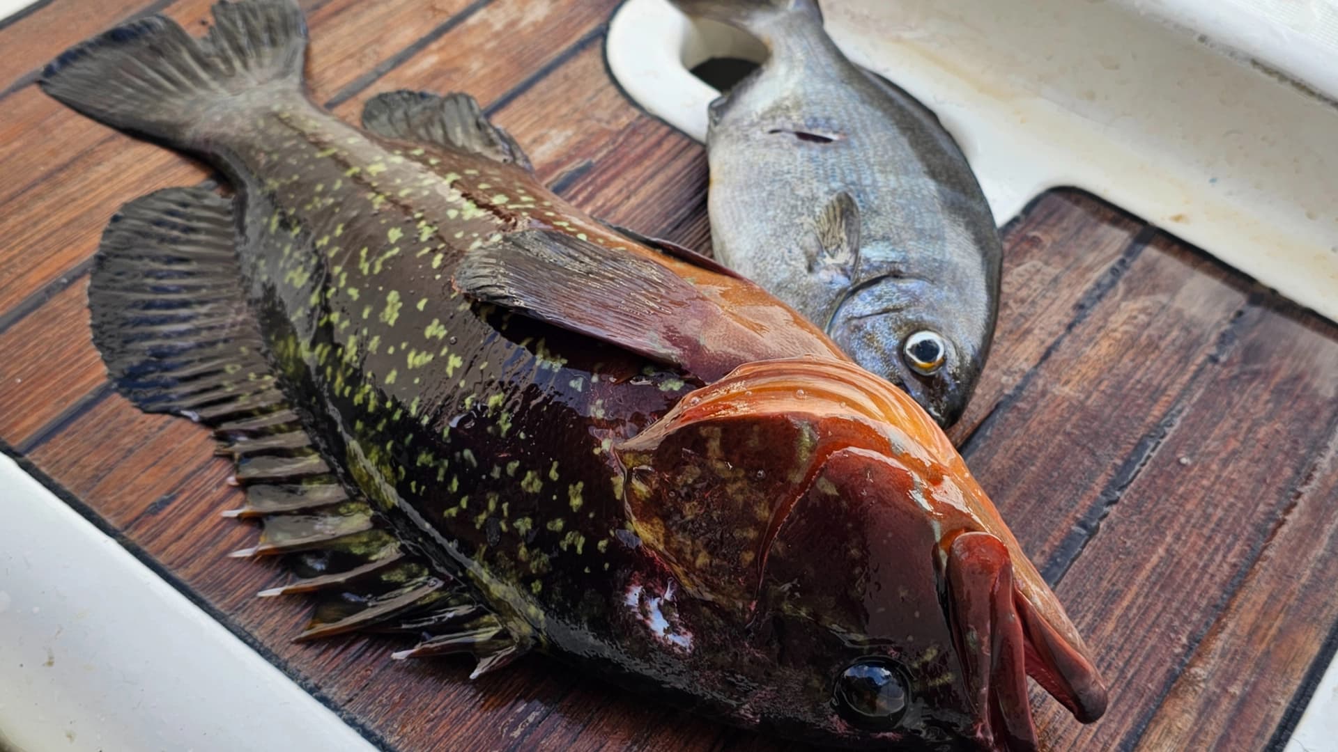 Yacht holidays in the Madeira Archipelago. - photo 5