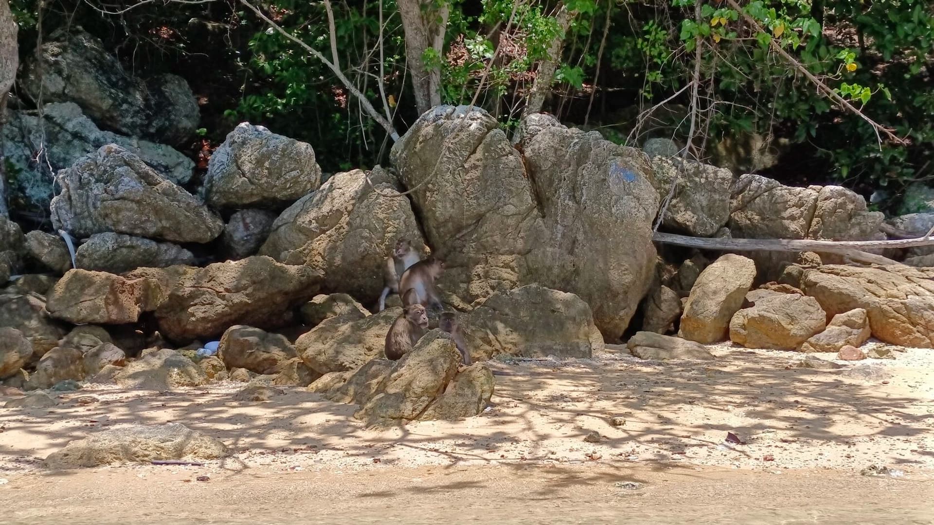 Monkey Paradise - photo 6