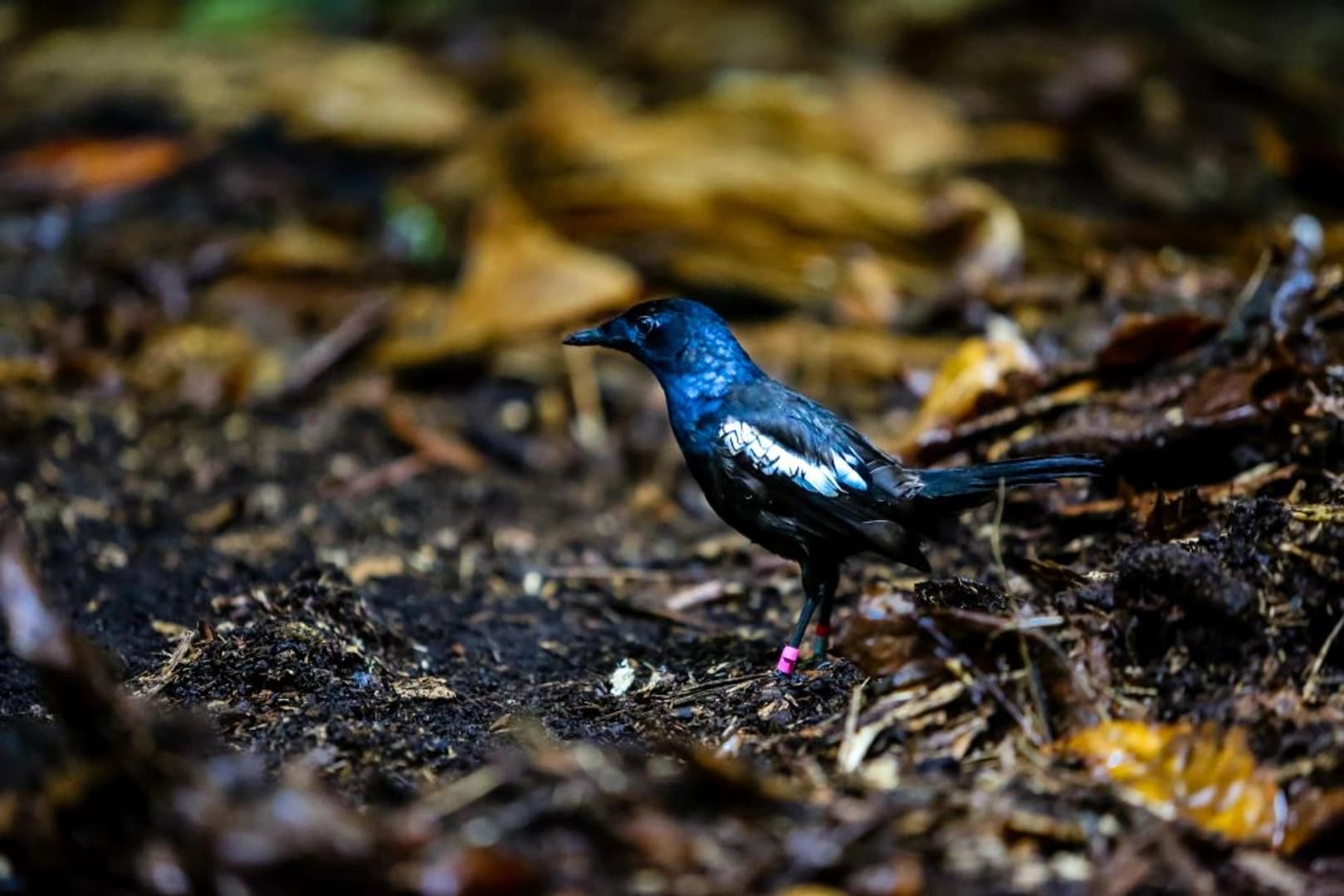 Silhouette Dream Premium 2026: Cabin Charter - photo 7