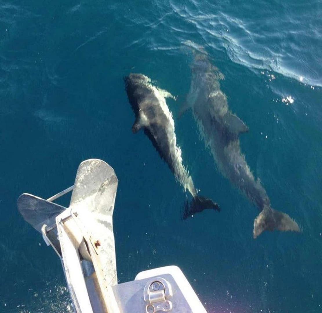 Canary/ Yachting practice + Relax - photo 10