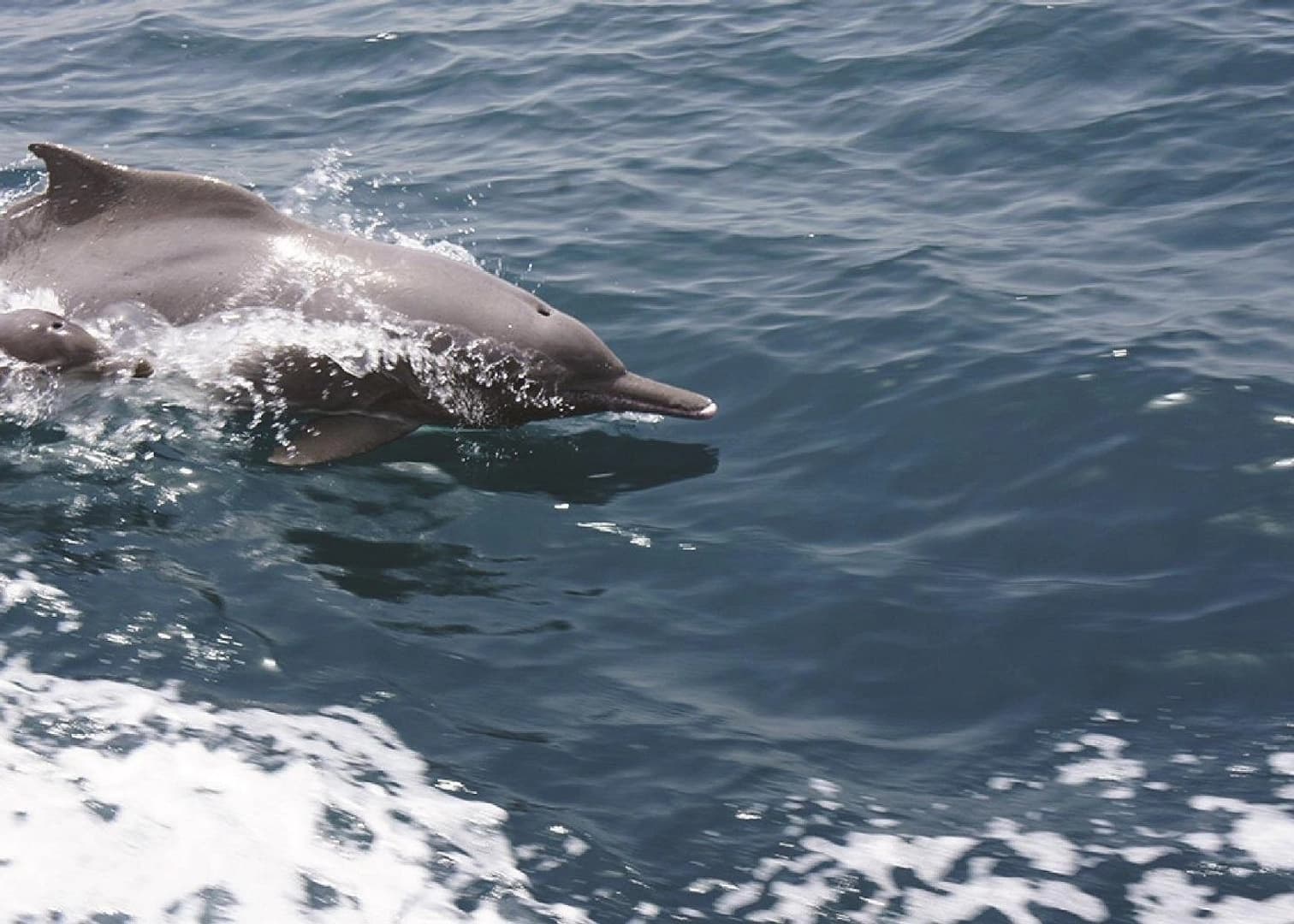 Private Coastal Escape on Gulf Craft 36ft - photo 4