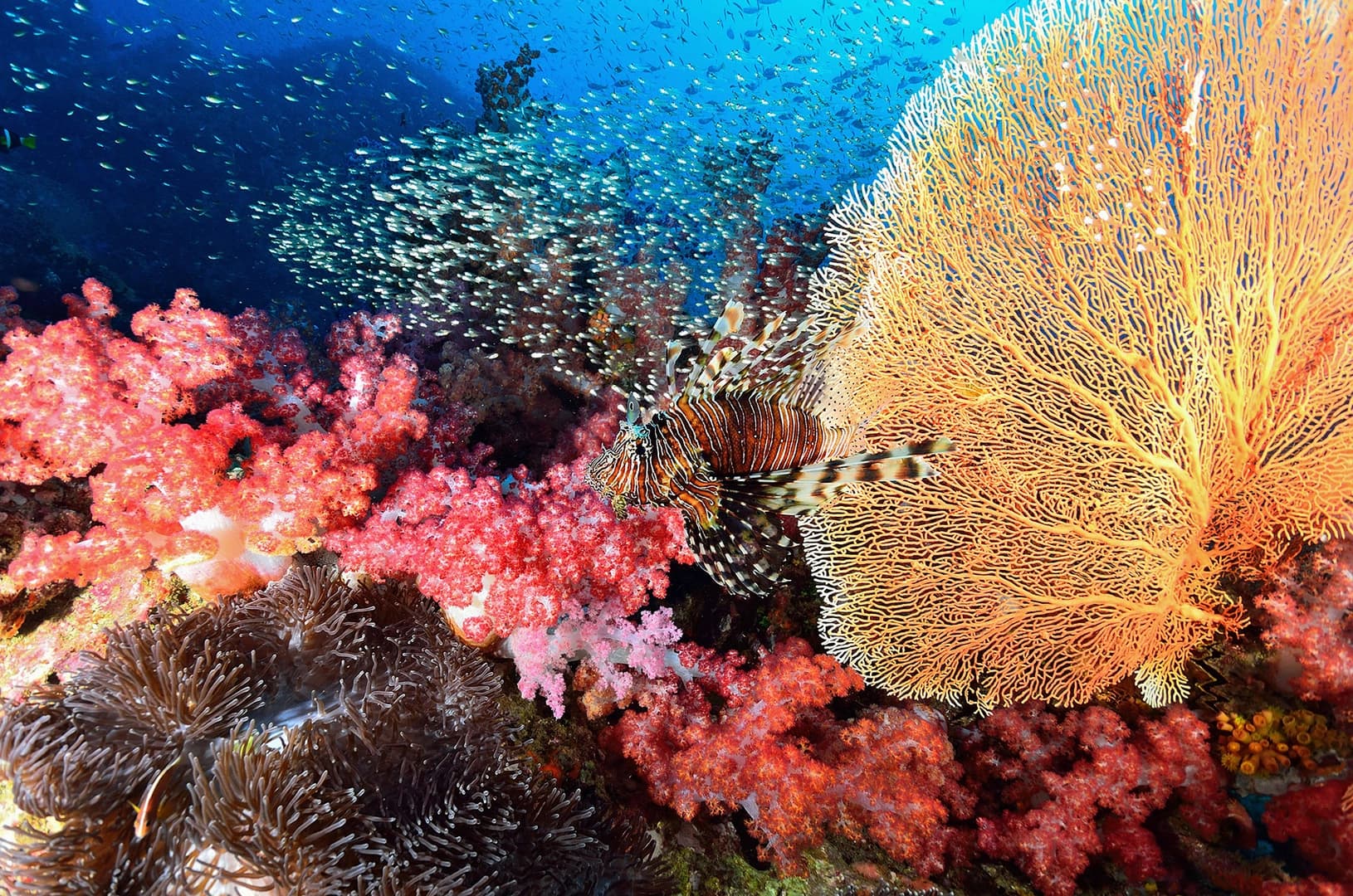 Andaman Dream Premium 2026: Cabin Charter - photo 7