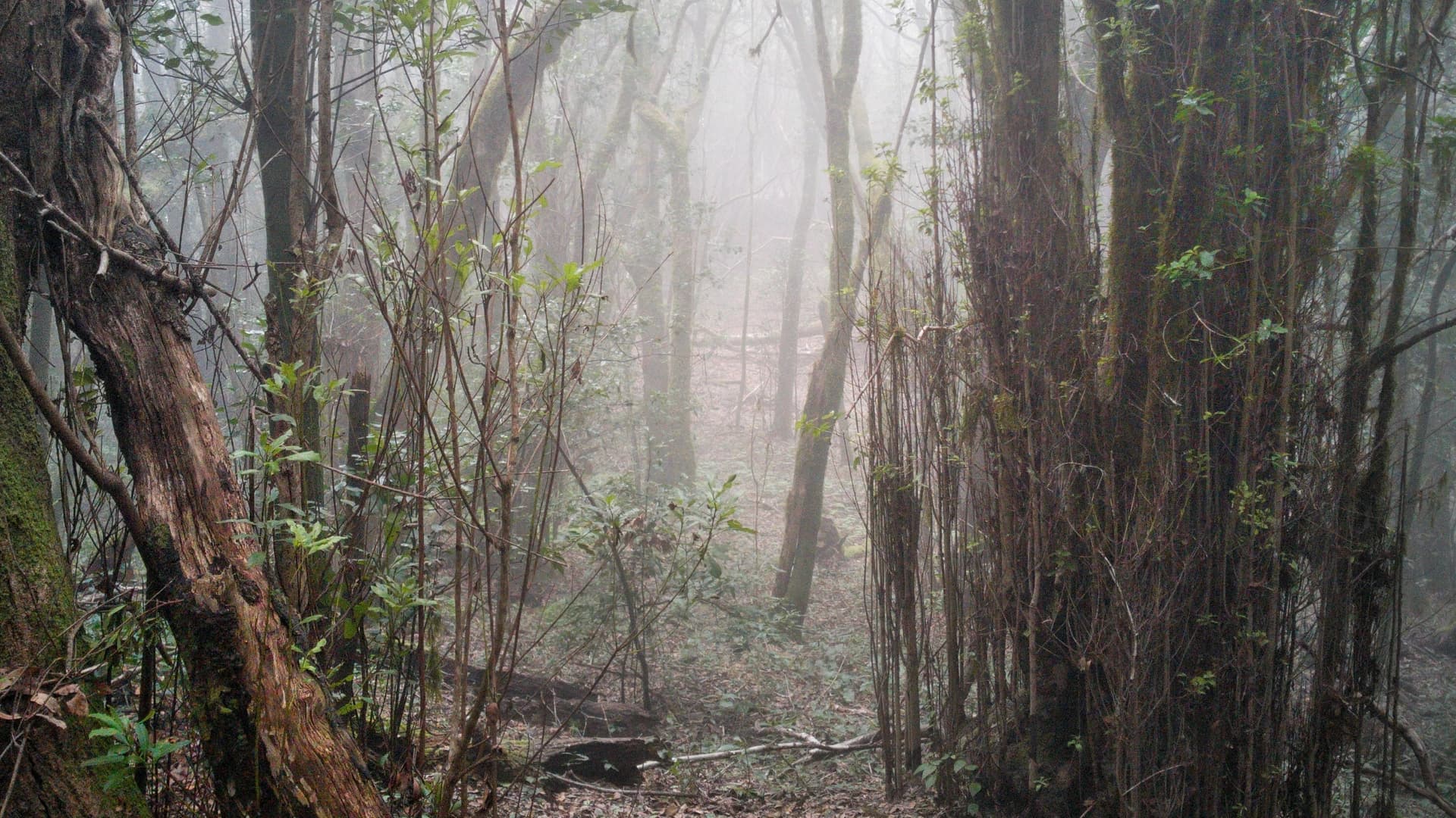 Canary on a Catamaran 2026 - photo 5