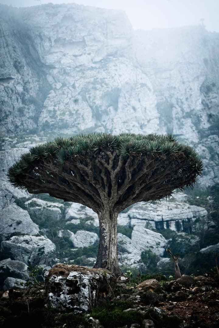 Maldives – Socotra (Yemen) - photo 6