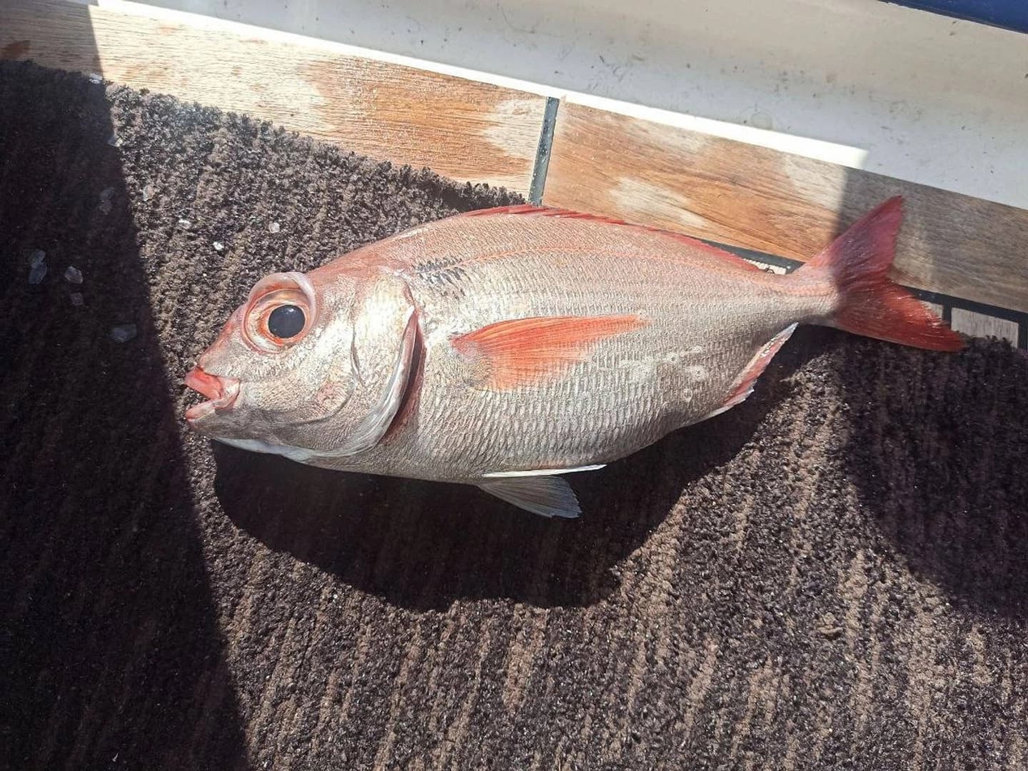 Epic Sea Fishing - photo 12