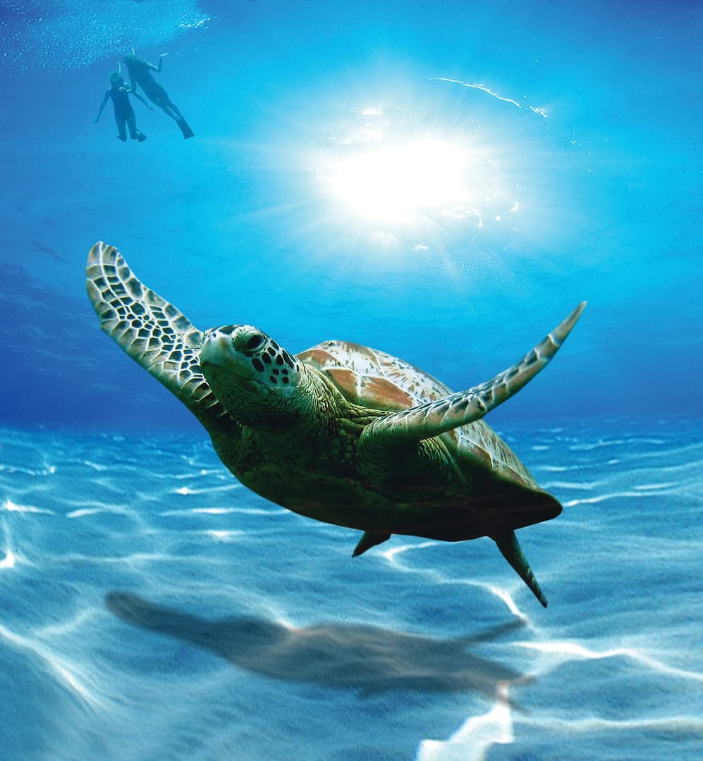 Private Cruise to the Daymaniyat Islands - photo 6