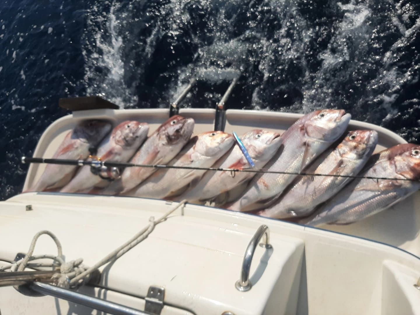 tuna fishing - photo 5