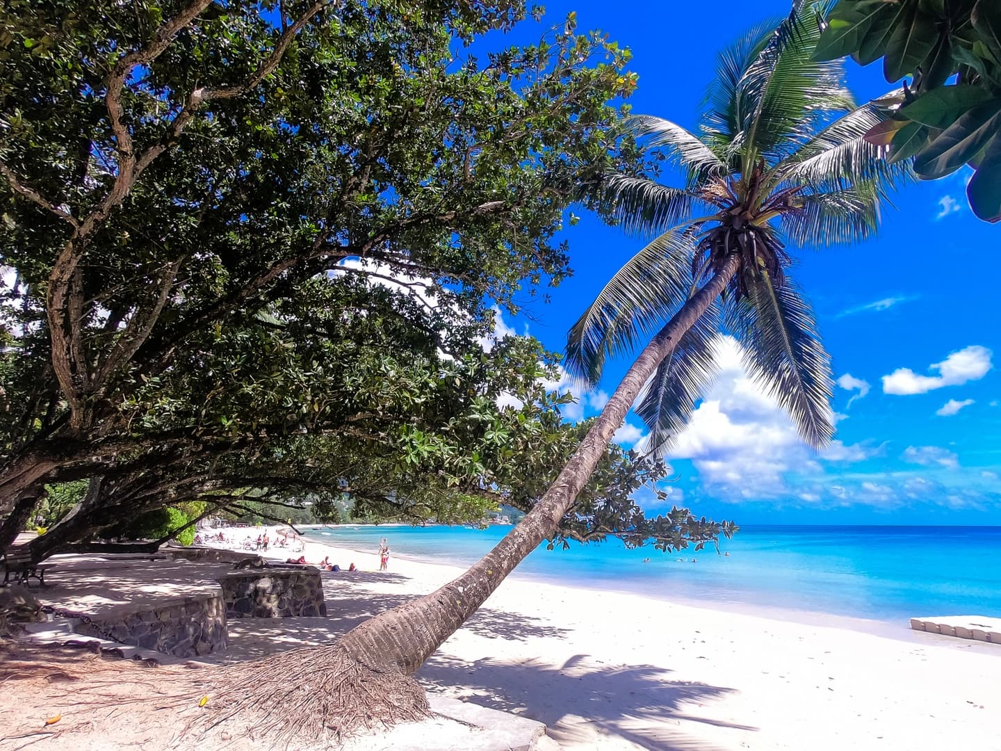 Silhouette Dream Premium 2026: Cabin Charter - photo 12