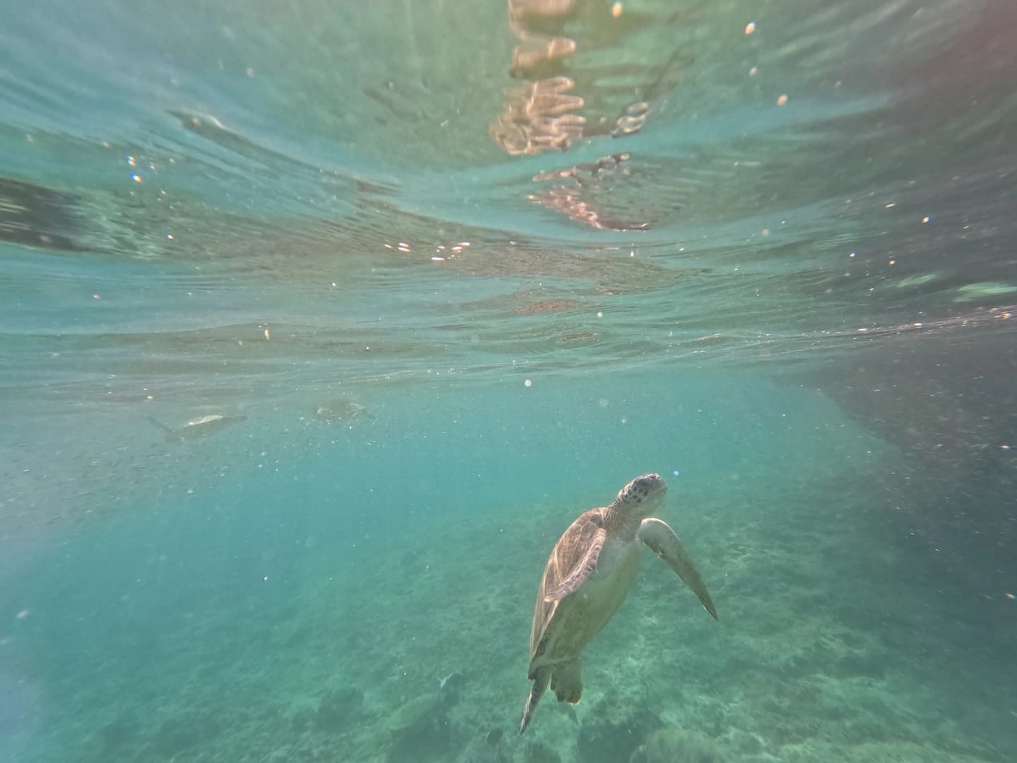 Private Coastal Escape on Gulf Craft 36ft - photo 10