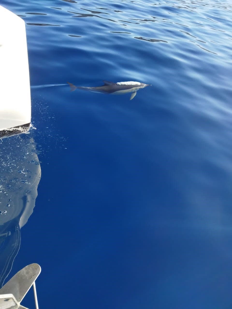 Lagoon 46  - photo 19